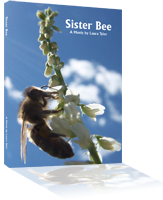 Sister Bee DVD Cover
