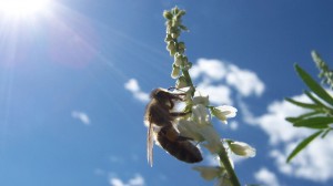 cropped-bee-background.jpg